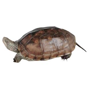 乌龟活物大草龟外塘中华草龟花杂草龟活体招财龟长寿龟观赏宠物龟