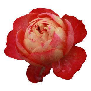 海蒂的花园 藤本浪漫宝贝爬藤长势快耐热花柱花墙月季花卉盆栽苗