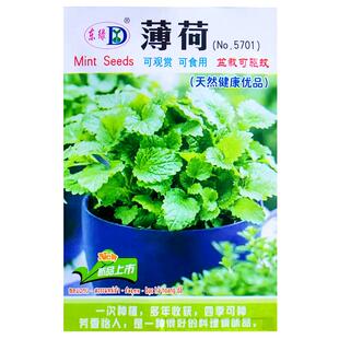 柠檬香蜂草柠檬驱蚊薄荷种子盆栽室内种孑种籽阳台多年生四季易种