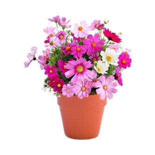 开花波斯菊花籽矮杆格桑花种子室内阳台庭院易活绿化花卉种子