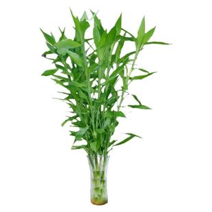富贵竹水培植物客厅招财水养超大号盆栽节节高粗杆室内好养绿植物