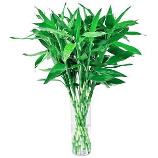 富贵竹水培植物客厅招财花卉绿植盆栽室内四季好养粗杆带根水竹子