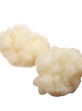 正宗红茶菌菌种胃宝海宝醋蛾子