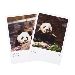 南台月文创熊猫明信片卡通熊猫成都手信企业团购送员工客户礼品
