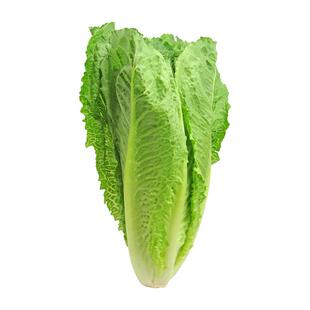 【槿馐】散叶罗马生菜500g 凯撒罗马新鲜绿色西餐蔬菜沙拉食材