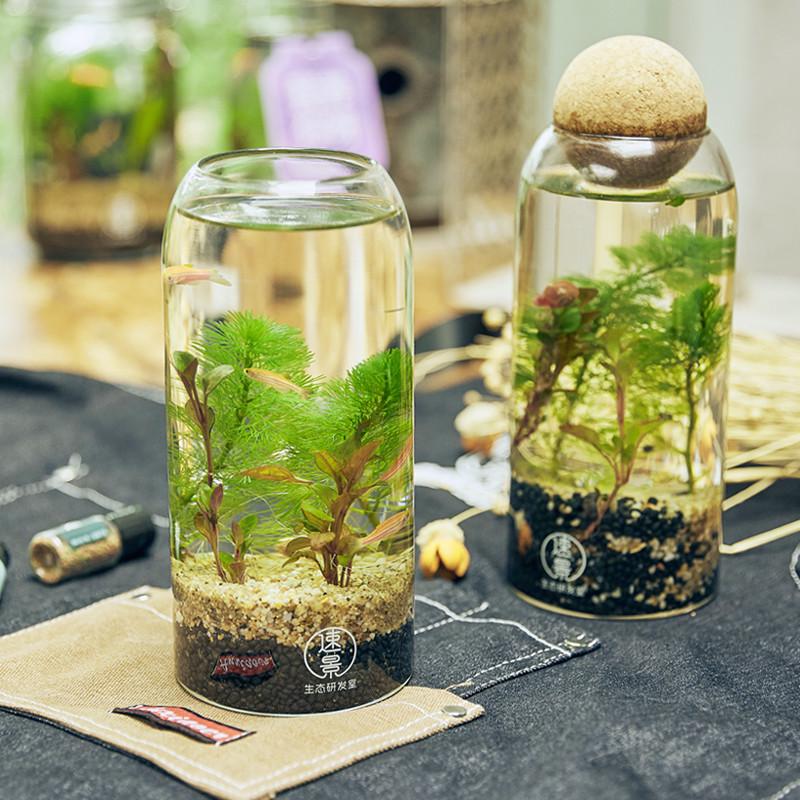 生态瓶微景观鱼造景斗鱼玻璃瓶水族办公桌面客厅创意观赏免换水