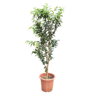 嘉宝果苗树苗 树葡萄苗果树 艾斯卡沙巴四季红妃嘉宝果苗大树带果