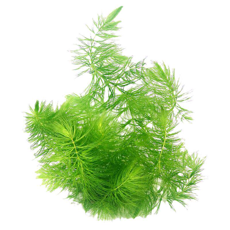 金鱼藻淡水鱼缸苦草金鱼草池塘鱼塘新手真水草鱼缸中后景造景特价