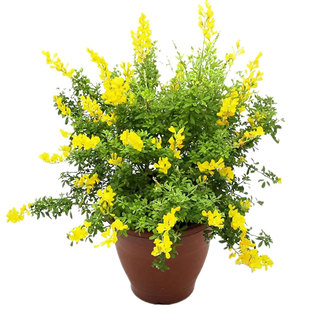 金雀花树苗盆栽可食用黄金雀根苗阳雀花根盆景阳台庭院老桩锦鸡儿