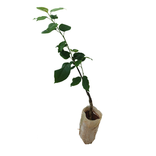 翠冠梨树果苗 嫁接梨子苗 南北方种植 带营养杯带叶子广西发货