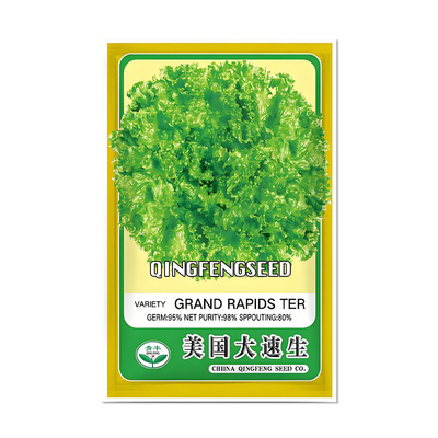 青丰美国大速生菜种子
