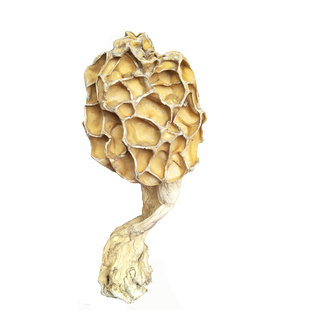 神农架特产羊肚菇野生羊肚菌特产野生羊肚蘑新鲜干货500g煲汤蘑菇