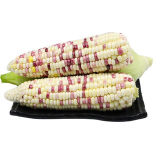 新鲜生的玉米花糯玉米香糯玉米现摘彩色生水果玉米棒带皮现摘现发