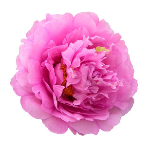 红色牡丹花苗 金贵满堂别名腰带红 菏泽庭院花卉花苗花卉盆栽地栽