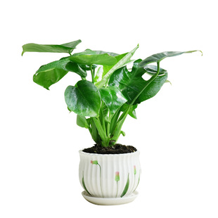 金叶子龟背竹观叶四季常绿植物客厅办公室内外小盆栽净化空气盆景