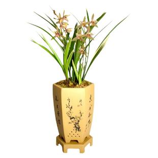 浓香兰花建兰四季兰开花神器金边黄金彩虹金荷小桃红花卉盆栽植物