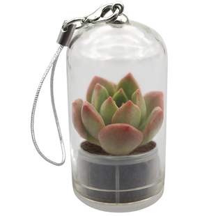易活真多肉钥匙扣仙人球生态瓶迷你盆栽挂件绿植物微景观创意礼品