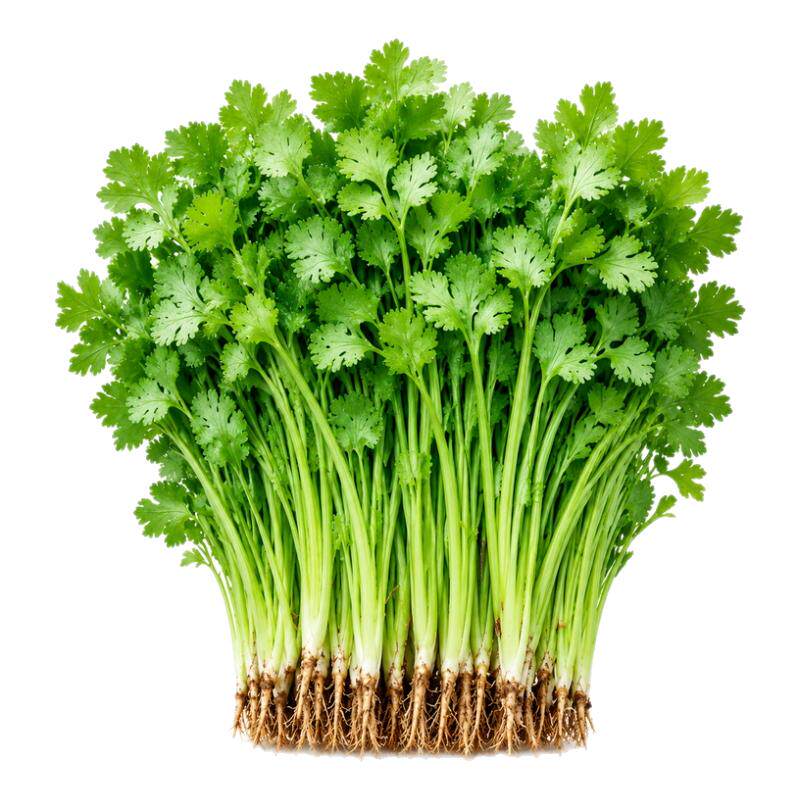 四季速生大叶香菜种子香菜香味浓烈香菜农家庭院阳台盆栽蔬菜种籽