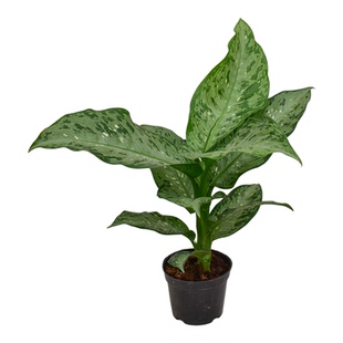 牛油果万年青暴风雪万年青室内客厅北欧ins风网红绿植美国万年青