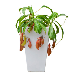 金叶子猪笼草吊盆绿植盆栽室内外阳台驱蚊捕蝇食虫草四季好养花卉