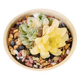 苏州玉露锦群生全锦极上斑阴阳锦桌面办公室多肉植物盆栽带盆发货