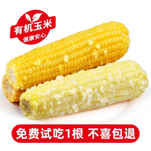 谷美优品有机玉米新鲜现摘黏甜粘白糯非东北非即食黄糯苞黏玉米棒