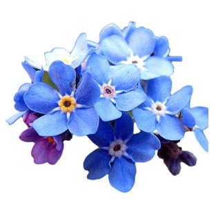 勿忘我种子四季易种花草花卉盆栽花种阳台盆栽不断花种籽花籽花苗