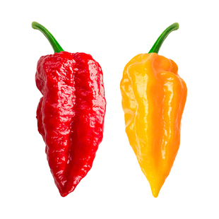 印度魔鬼椒辣椒种子特辣变态辣涮涮辣超辣龙息四季蔬菜种苗籽种孑