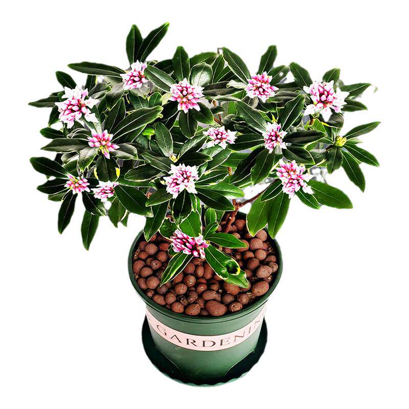 金边瑞香盆栽室内耐寒花卉植物浓香花苞室外四季净化空气庭院阳台