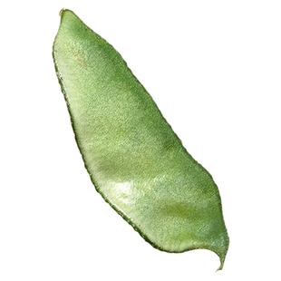 大肉绿眉豆猪耳朵扁豆种子种籽大全秋豆角梅豆角梅豆孑架豆菜豆