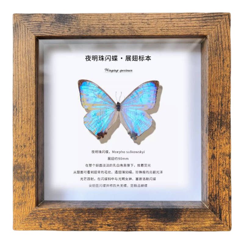复古立体中空方形相框蝴蝶昆虫贝壳植物标本框感摆台自装裱展示框