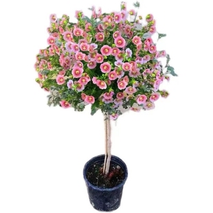 小木槿/粉红色小花植物 勤花阳台耐阴独杆原生棒棒糖盆栽 北阳台