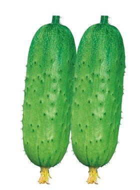 水果黄瓜种子适合春秋季种植水果蔬菜种籽大田盆栽高产奶油玉女