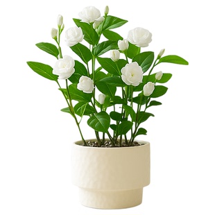 茉莉花盆栽四季老桩带花苞小绿植花卉办公室内高级感客厅桌面摆件