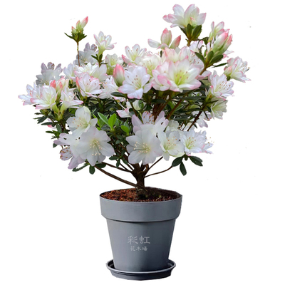 彩虹花木场女王杜鹃小花小叶阳台