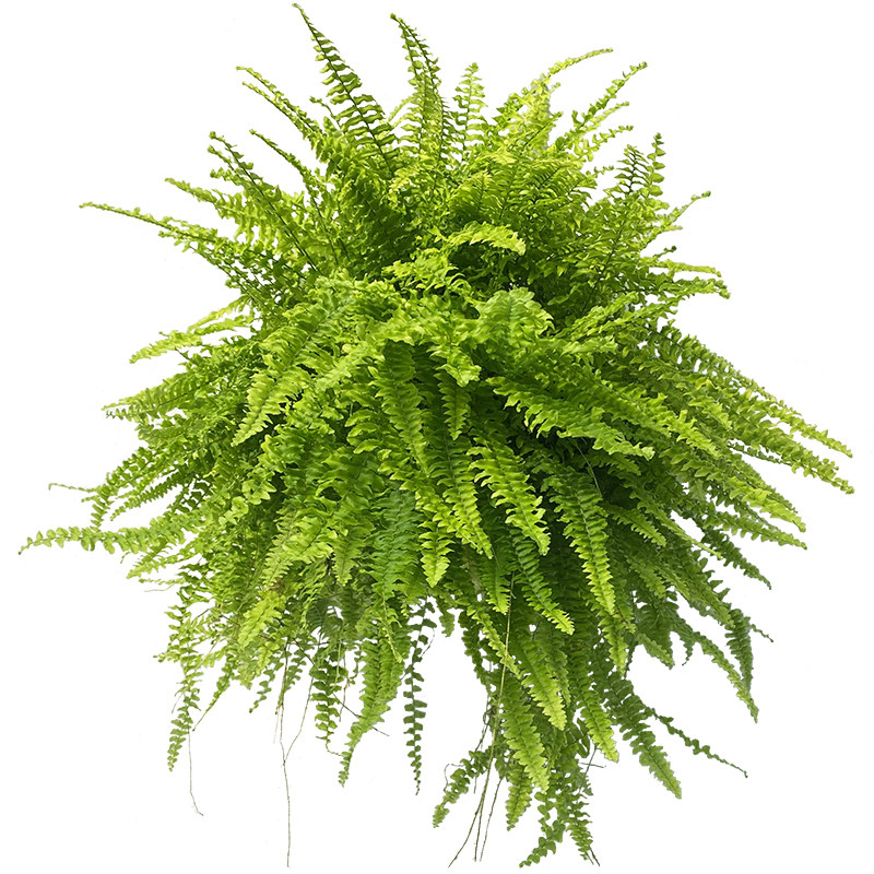 波士顿蕨大盆茂盛四季好养