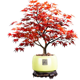 进口日本红枫盆景四季好养红舞姬三季红盆栽茶室桌面矮桩观叶造景