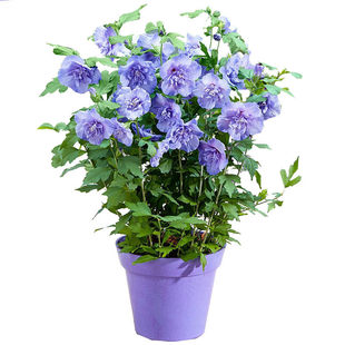 日本重瓣木槿花卉盆栽树苗紫玉蓝莓冰沙阳台庭院棒棒糖植物大花