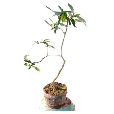大叶栀子花树苗老桩水横枝盆景