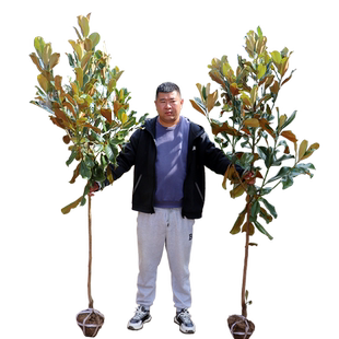 广玉兰树苗广玉兰花荷花玉兰树苗庭院四季常青耐寒风景树行道树苗