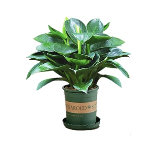 金钻盆栽绿萝室内花卉植物室内花水培绿植多肉好养发财树高颜值花