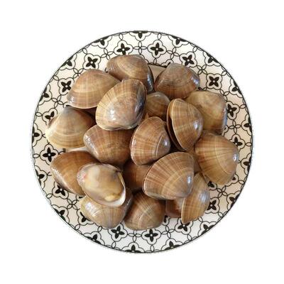 无沙即食丹东大黄蚬子熟制冷冻