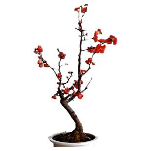 垂丝海棠花盆栽鲜花四季开花树苗盆景老桩花卉植物室内花绿植真花