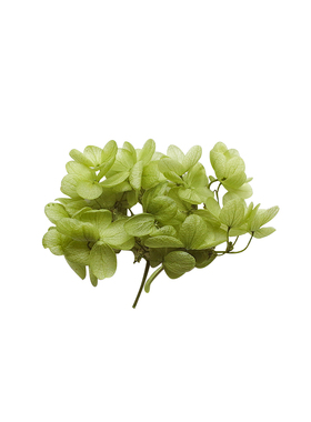 永生绣球花花材diy材料