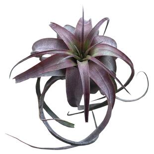 雨林紫艾瑞克空气凤梨植物无土紫叶花卉卷叶室内绿植净化空气好养