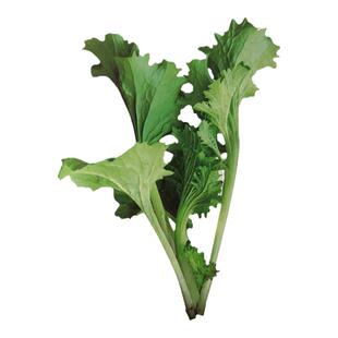 香芥菜种子芥菜青菜种孑春秋四季盆栽蔬菜种籽饺子菜蔬菜潮汕春菜