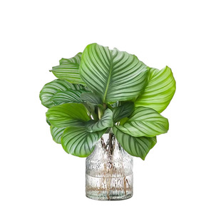 水培植物青苹果竹芋大盆栽无土室内办公桌绿植好养活四季孔雀竹芋