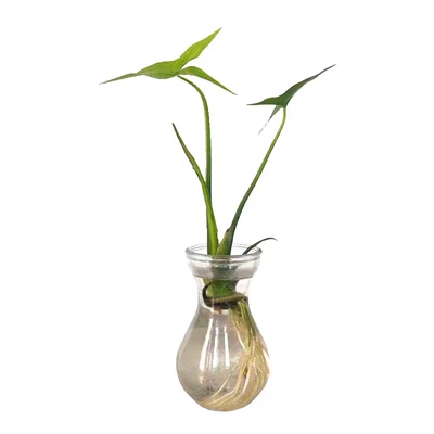 水生植物 水池河塘绿化 慈姑苗 茨菇芽 白茨菰 家养 水培植物