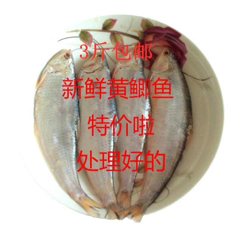 赣榆特产海鲜鲜活水产黄鲫鱼毛口黄鱼
