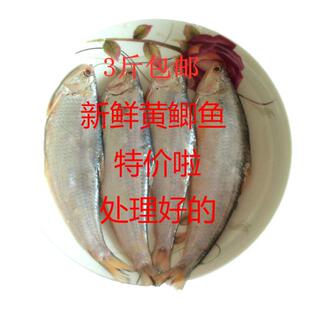 赣榆特产海鲜鲜活水产黄鲫鱼毛口 油扣 黄尖子马口咸鱼鱼干 包邮